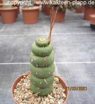 Eulychnia castanea fa. varispiralis 4088
