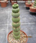 Eulychnia castanea fa. varispiralis 4089