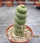 Eulychnia castanea fa. varispiralis 4090