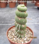 Eulychnia castanea fa. varispiralis 4091