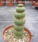 Eulychnia castanea fa. varispiralis 4092