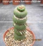 Eulychnia castanea fa. varispiralis 4093
