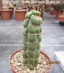 Eulychnia castanea fa. varispiralis 4094