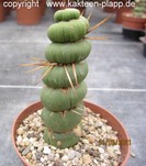 Eulychnia castanea fa. varispiralis 4095