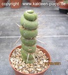 Eulychnia castanea fa. varispiralis 4096