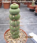 Eulychnia castanea fa. varispiralis 4097