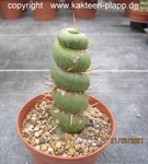 Eulychnia castanea fa. varispiralis 4098