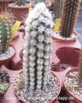 Eulychnia ritteriana 4077