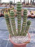 Eulychnia castanea fa. varispiralis 051