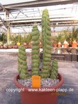 Eulychnia castanea fa. varispiralis 247