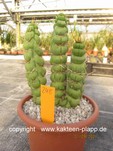 Eulychnia castanea fa. varispiralis 248