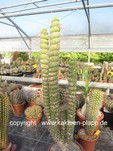 Eulychnia castanea fa. varispiralis 1028