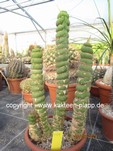 Eulychnia castanea fa. varispiralis 1029