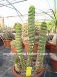 Eulychnia_castanea_varispiralis_1029-1