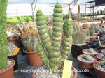 Eulychnia castanea fa. varispiralis 1030