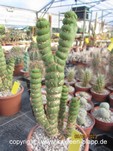 Eulychnia castanea fa. varispiralis 1032