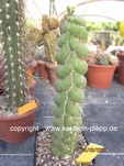 Eulychnia castanea fa. varispiralis 1033
