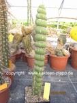 Eulychnia_castanea_varispiralis_1034-1