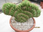 Eulychnia castanea fa. varispiralis cristata monstrosa