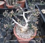 Euphorbia cap-saintmariensis  3183