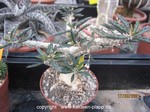 Euphorbia cap-saintmariensis 4086