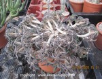 Euphorbia cylindrifolia ssp.tubifera 3069