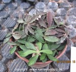 Euphorbia decaryii ssp. decaryii 2016