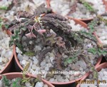 Euphorbia decaryii ssp. spirosticha5