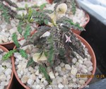 Euphorbia decaryii ssp. spirosticha7b