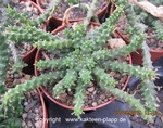 Euphorbia gorgonis4a