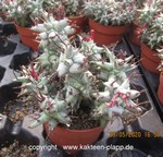 Euphorbia horrida monstrosa cluster