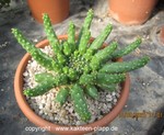 Euphorbia inermis v.huttonae 3325