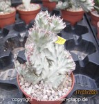 Euphorbia lactea "Grey Ghost" cristata 4085