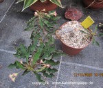 Euphorbia millii x decaryi 3238