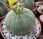 Euphorbia obesa