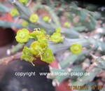 Euphorbia similiramea flower