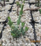 Euphorbia similiramea7