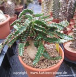 Euphorbia stellata 3194