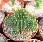 Euphorbia susannae9a