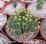 Euphorbia susannae9c