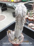 Euphorbia abdelkuri 3238