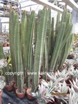 Euphorbia_canariensis-220312-1