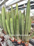 Euphorbia_canariensis-220312-2