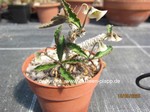 Euphorbia cap-saintmariensis