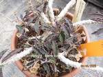 Euphorbia_cap-saintemariensis_1548-2