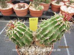 Euphorbia columnaris 1069