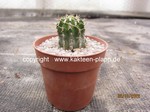 Euphorbia_columnaris_221002-2