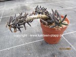 Euphorbia_cylindrifolia_cylindrifolia-211121-1