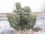 Euphorbia_fruticosa_1136-2