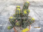 Euphorbia_fruticosa_1136-3